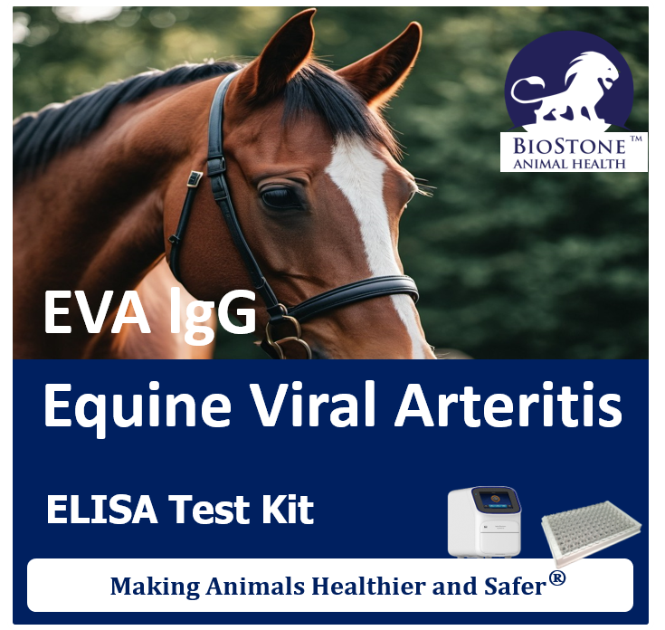 biostoneah's tweet photo. Equine viral arteritis, caused by the Alphaarterivirusequid, is a globally distributed disease of horses. EVA can cause fever, edema, conjunctivitis, hives, abortion, and pneumonia in foals, with carrier stallions serving as a major reservoir for transmission. The AsurDx™ EVA Antibody Test Kit detects equine IgG antibodies against EVA in serum and plasma, providing a dependable tool for disease surveillance and control programs.
#BioStone #AnimalHealth #Equine #Equine_viral_arteritis

BioStone Animal Health LLC.
For more information, visit our website: https://t.co/oHdb6kEvQ4

Our AsurDx™ ELISA and PCR reagents are simple, fast, sensitive, and cost-effective, making animals healthier and safer.🌍🐄🐖