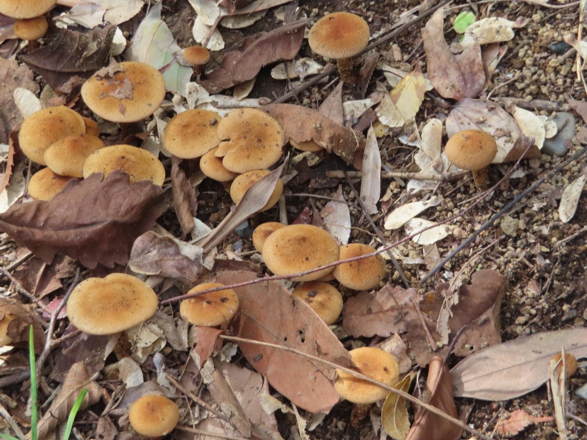 こひつじパンダ on X