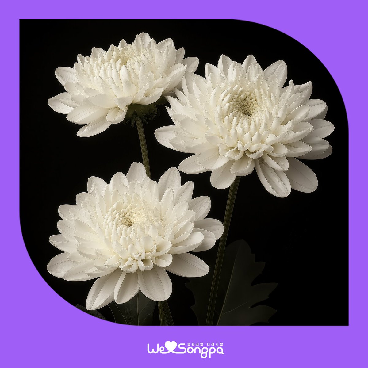 이태원참사 3주기 추모 사이렌

이태원참사의 아픔을 기억하고, 희생자들께 애도의 마음을 전하는 기억식이 개최됩니다. 행사의 일환으로, 오전 10시 29분부터 서울 전역에 1분간 추모 사이렌이 울립니다.

​<10.29 이태원참사 3주기 기억식>
- 일시: 2025. 10. 29.(수) 10:29 ~ 11:35