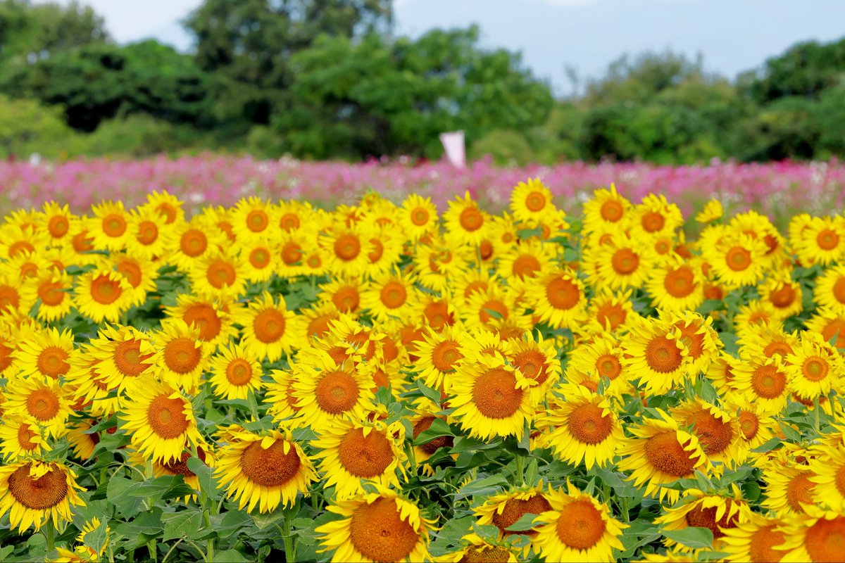 コスモスです❗️❗️❗️ adidas_a-zx_20200805_007.jpg