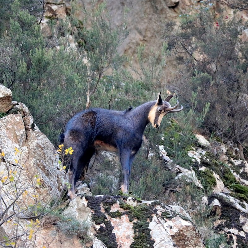 pusholder's tweet image. Gümüşhane&apos;de çengel boynuzlu dağ keçileri görüntülendi.