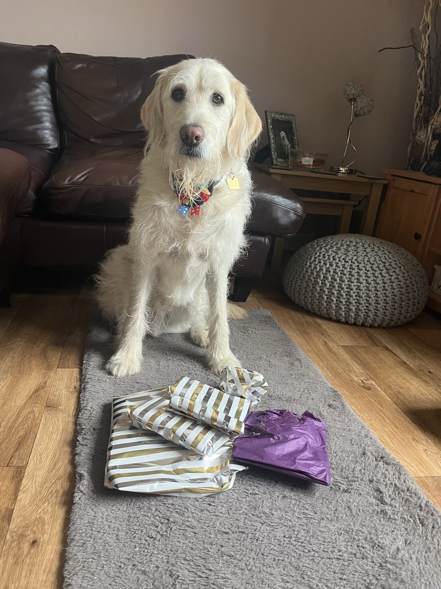Guide Dog Souly's adventures tweet media