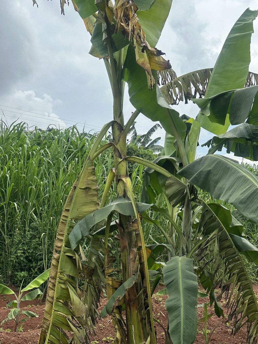 Farm_villee's tweet photo. @NAROBanana what could be the issue here? That is NAROBAN 4 https://t.co/DbiQceWn3w