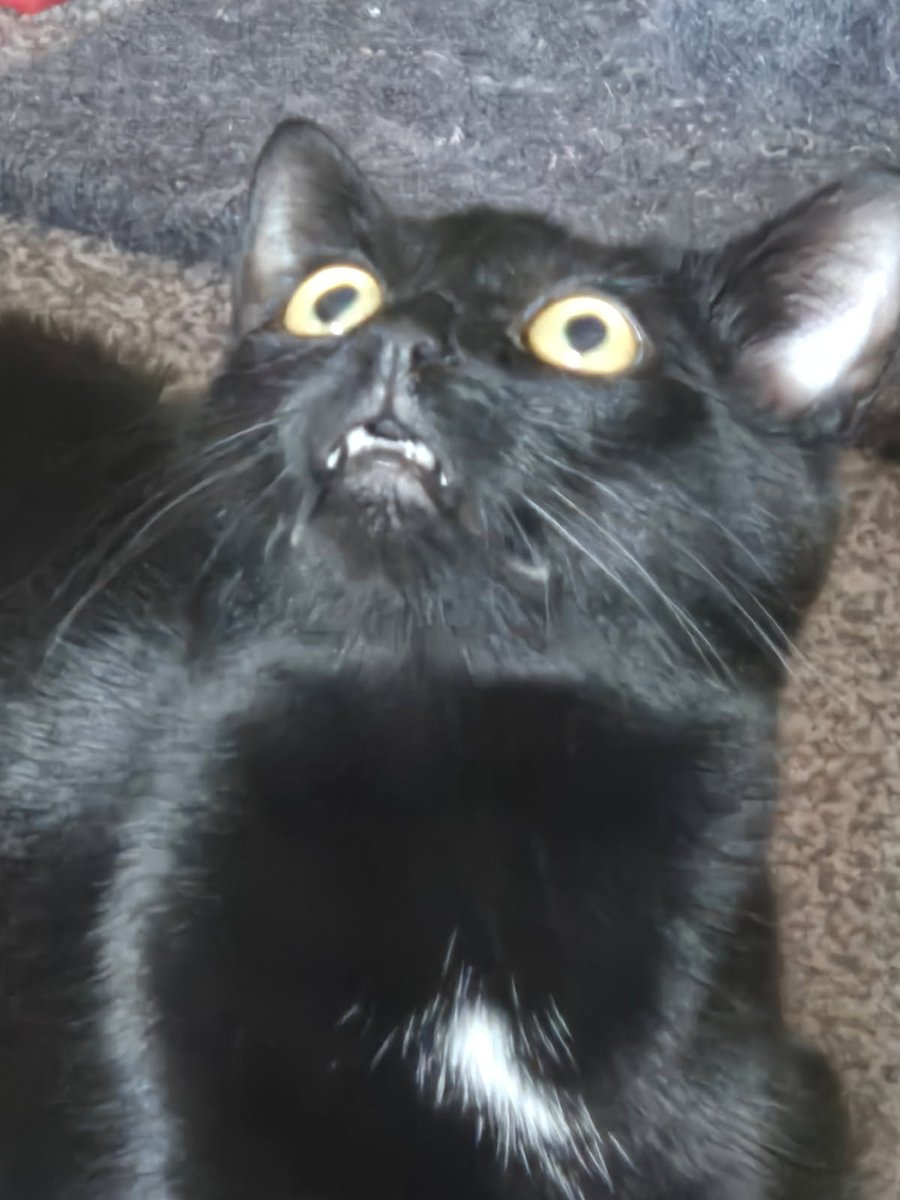 CatNatTTV's tweet photo. @WresWithAbusers My cat has more brain cells. https://t.co/5nfhUC4c3a