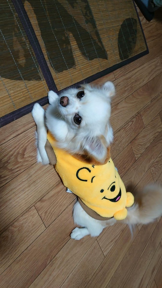 RoiSyu (@roisyu_eft) on Twitter photo 