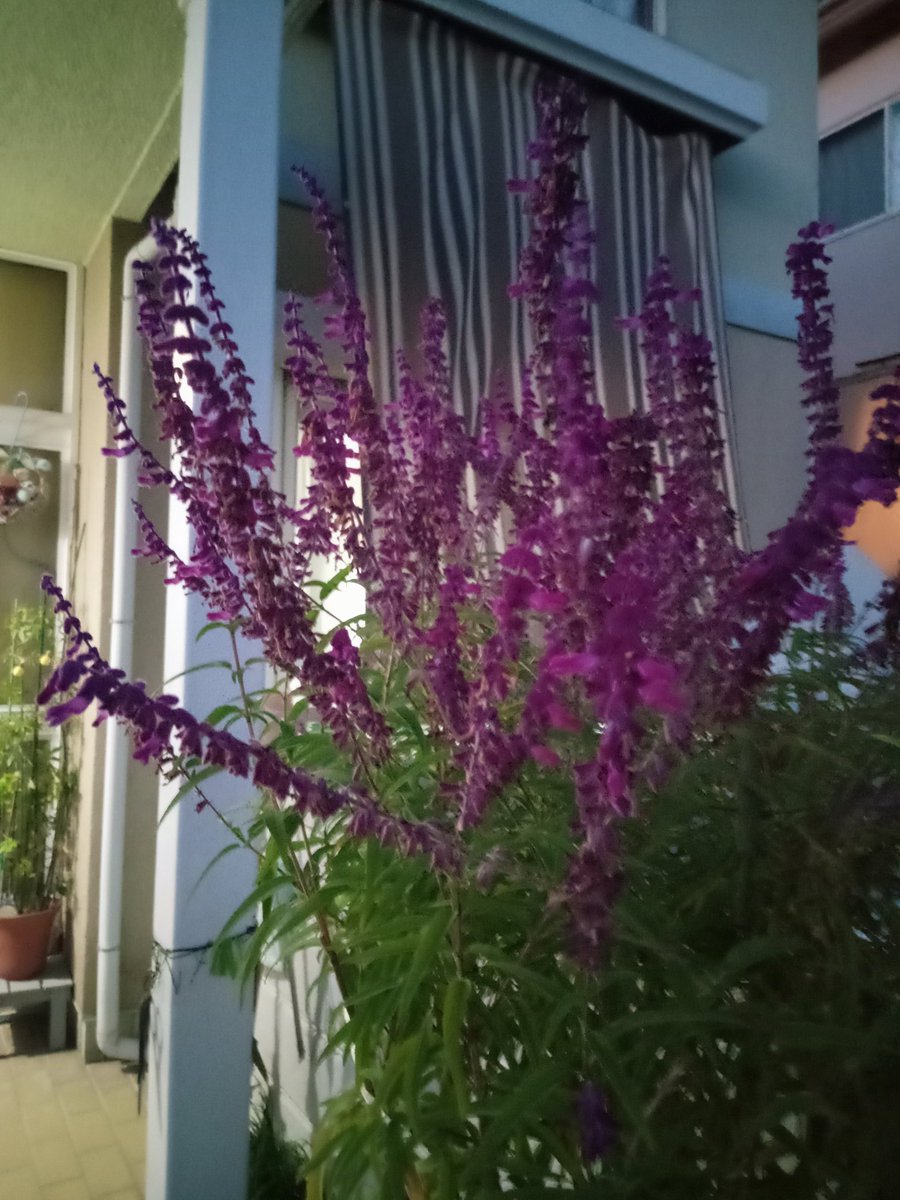 皆さん✨✨✨
こんばんは🌆🍀✨
おつかれちゃんです🤗
昼間も日陰になると寒くなったねぇ
汗が冷えると寒い寒い🤐
夜勤はカッパ着てやらないとじゃな
明日は日勤で明後日から日勤夜勤
そして明々後日も夜勤
ぼちぼちやらないとじゃな
それでは今からゆっくりします
クゥちゃん🐈‍⬛もおつかれちゃん🤗