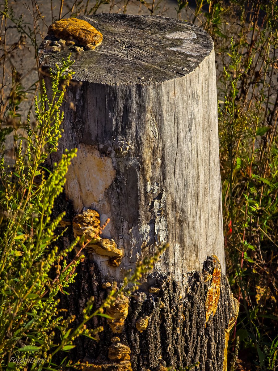 Fotonitram's tweet image. Guten Morgen meine lieben Freunde, ich wünsche euch einen schönen Dienstag. Heute poste ich mal keine Tulpe, sondern mein Stammbaum, habt ein tollen Tag, Gruß Nitram 😎🫶🍀🕊️🌳🌞☕️🙋‍♂️🦋

#TuesdayTrees