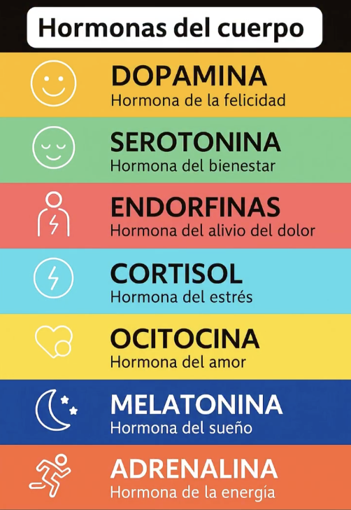 MindBodyIsLife's tweet photo. Hormonas del Cuerpo.

- El intestino influye directamente en todas estas hormonas del cuerpo. Cuando el eje intestino-cerebro está equilibrado, se produce una mayor producción de serotonina y dopamina, responsables del bienestar y la motivación.

- Alrededor del 90% de la serotonina se sintetiza en el intestino, a partir del triptófano y la acción de bacterias beneficiosas. 

- La oxitocina y las endorfinas también se ven favorecidas por hábitos que también regulan el intestino: una buena digestión, un sueño adecuado y una dieta rica en compuestos bioactivos.

- Por otro lado, cuando hay disbiosis intestinal, el cuerpo tiende a producir más cortisol y adrenalina, lo que activa el eje de respuesta al estrés (HHA) y reduce la capacidad de relajarse, dormir y experimentar placer.

- Esto explica por qué las personas con síndrome del intestino irritable, inflamación intestinal o mala digestión sufren más de ansiedad, fatiga e insomnio.

- Cuidar el intestino es, por lo tanto, una estrategia poderosa para equilibrar las hormonas naturales de la felicidad, la energía y el sueño. 

👉Fortalece tu microbiota, reduce la inflamación y mantén una rutina que promueva el equilibrio entre cuerpo y mente.