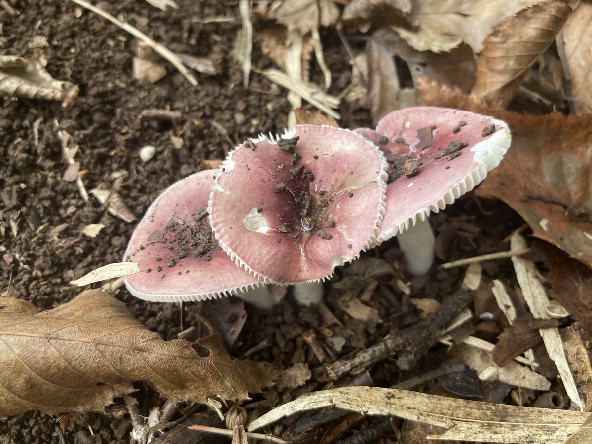 きのこ imgrc0079962279.jpg