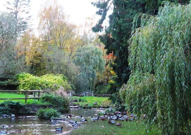 ilonameanqueen1's tweet photo. I went to the park yesterday to feed the ducks. https://t.co/9LQ2p94aOz