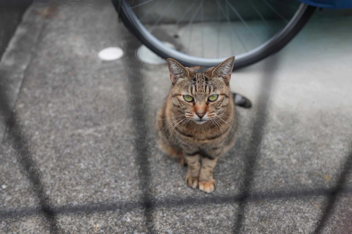fujiyacamera's tweet photo. 【ブログ公開🆕】

SONY Cyber-shot RX1R III 実写レビュー× 写真家 曽根原 昇｜レンズ一体型の強みを生かした高解像性能、高画素フルサイズコンパクト機

記事はこちら🔽
https://t.co/NhDA4SD5la https://t.co/obyslBzZaI