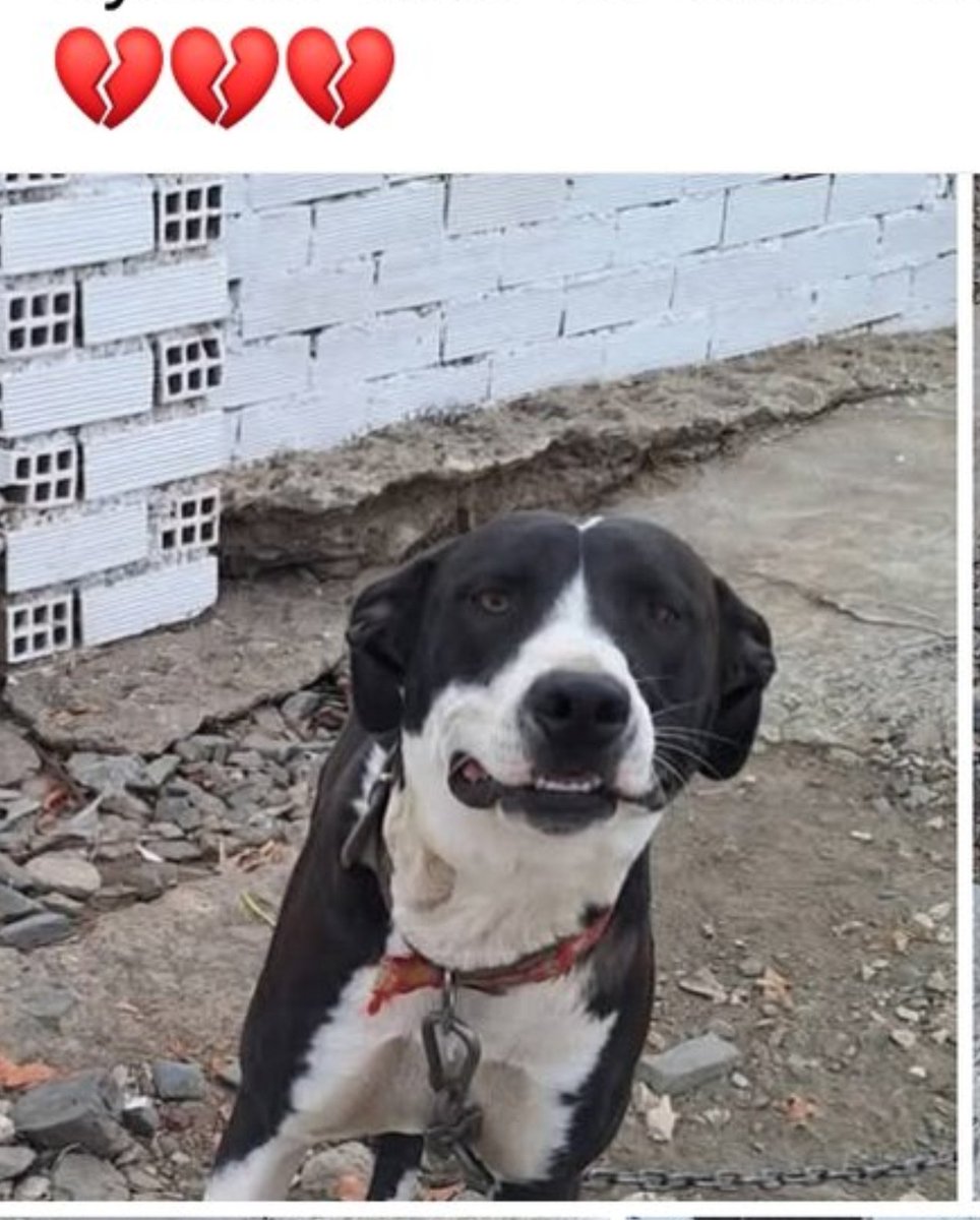 Veis la cadena 🥺?
Alguien quiere ofrecerle ♥️
una oportunidad? 
Está en #Málaga