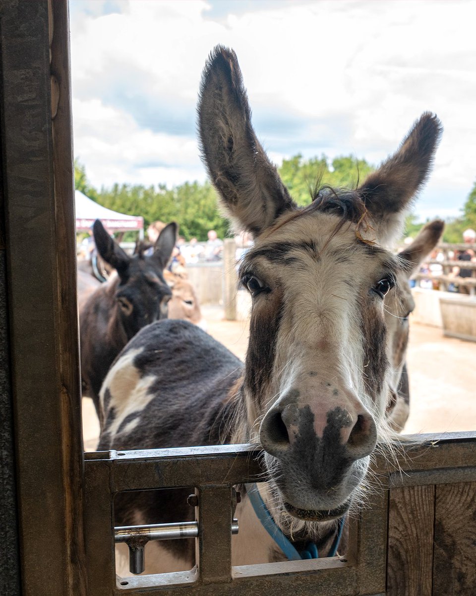 Kicking off your Tuesday with an adorable dose of Drizzle! 🤗🫶