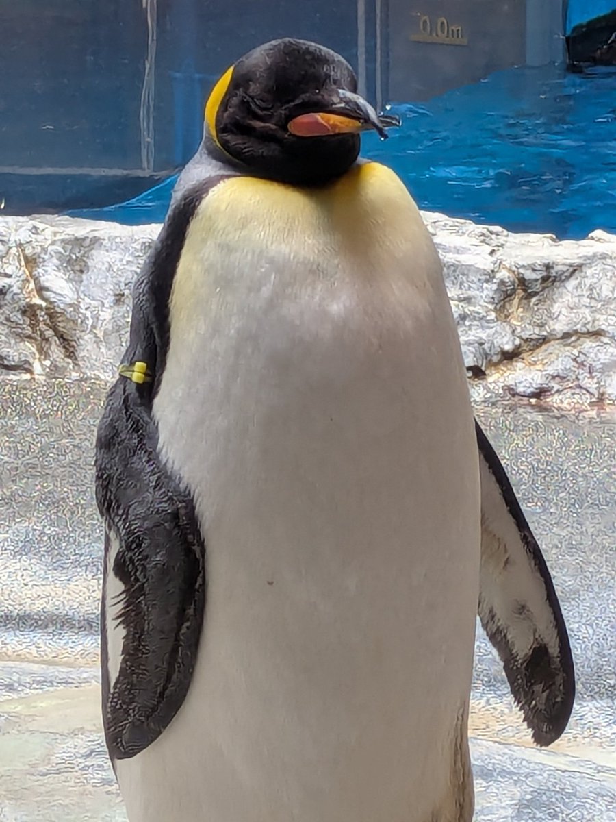 鈴木ちゃん on X