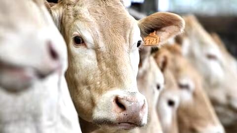 « Abattages préventifs » de vaches en Bretagne, où il n’y a pourtant AUCUN cas de dermatose nodulaire !

Préventifs…

Ils en sont là ! 🤦🏻‍♂️
(cf : ouest-france.fr/economie/agric….)

La destruction catastrophique de notre cheptel pour laisser la place au Mercosur et à toutes les