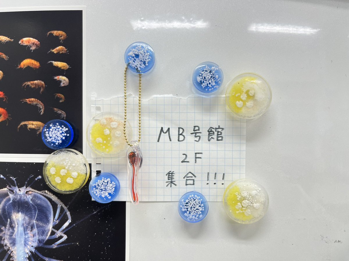 KokemushiLab's tweet photo. 商品紹介③

レジンで骨片を封入してマグネットにしました！
刺胞動物や棘皮動物の骨片が入っています
当日は顕微鏡ブースも設置しますので、レジンの中の骨片を観察してみよう🔬

※学祭展示はMB号館2Fで行いますので、当日はここに集合！

#北里祭
#無脊椎動物
#骨片
#刺胞動物
#棘皮動物 https://t.co/oeY6PtNDii