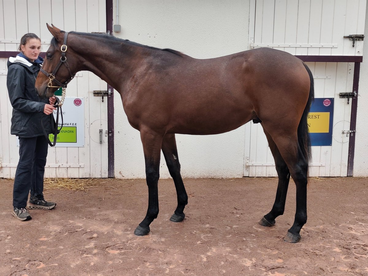 Nuevo yearling para #CuadraMediterráneo. Un bonito macho por Anodin (Anabaa) y la colocada de Gr.III, Valkena (Kendargent), rematado el pasado sábado en Arqana.