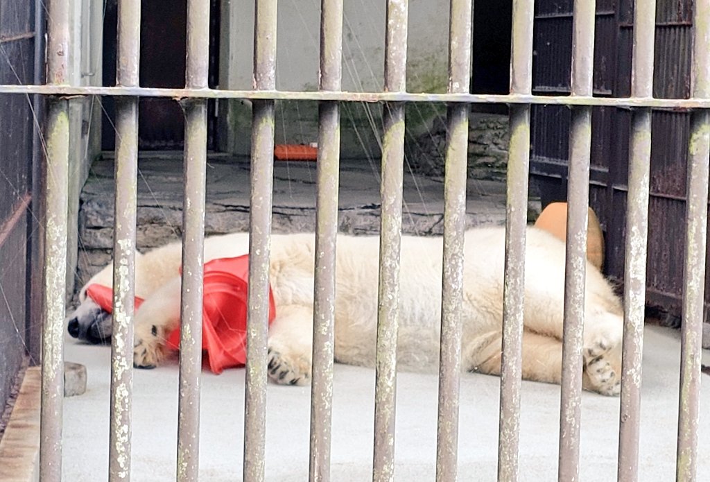 うにゃんこぽん on X