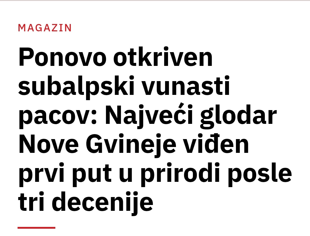 A od važnih vesti izdvojila bih subalpskog vunastog pacova, kako uzbudljivo.
