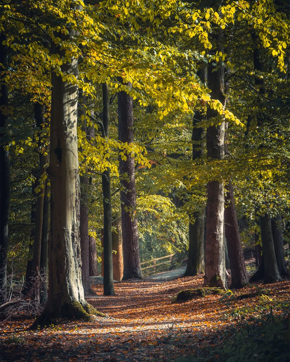 visitnorthyork's tweet image. Strid Wood 🌲