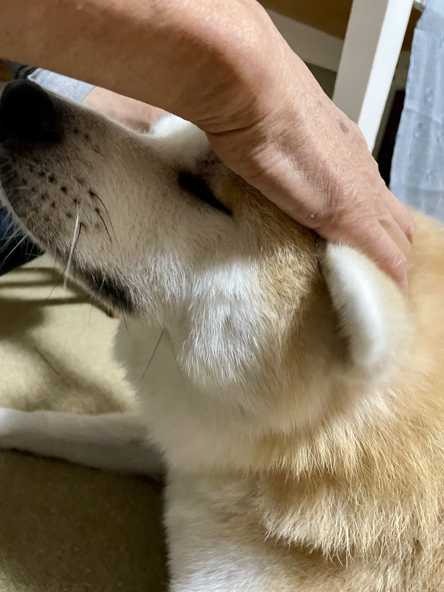 秋田犬 もも on X