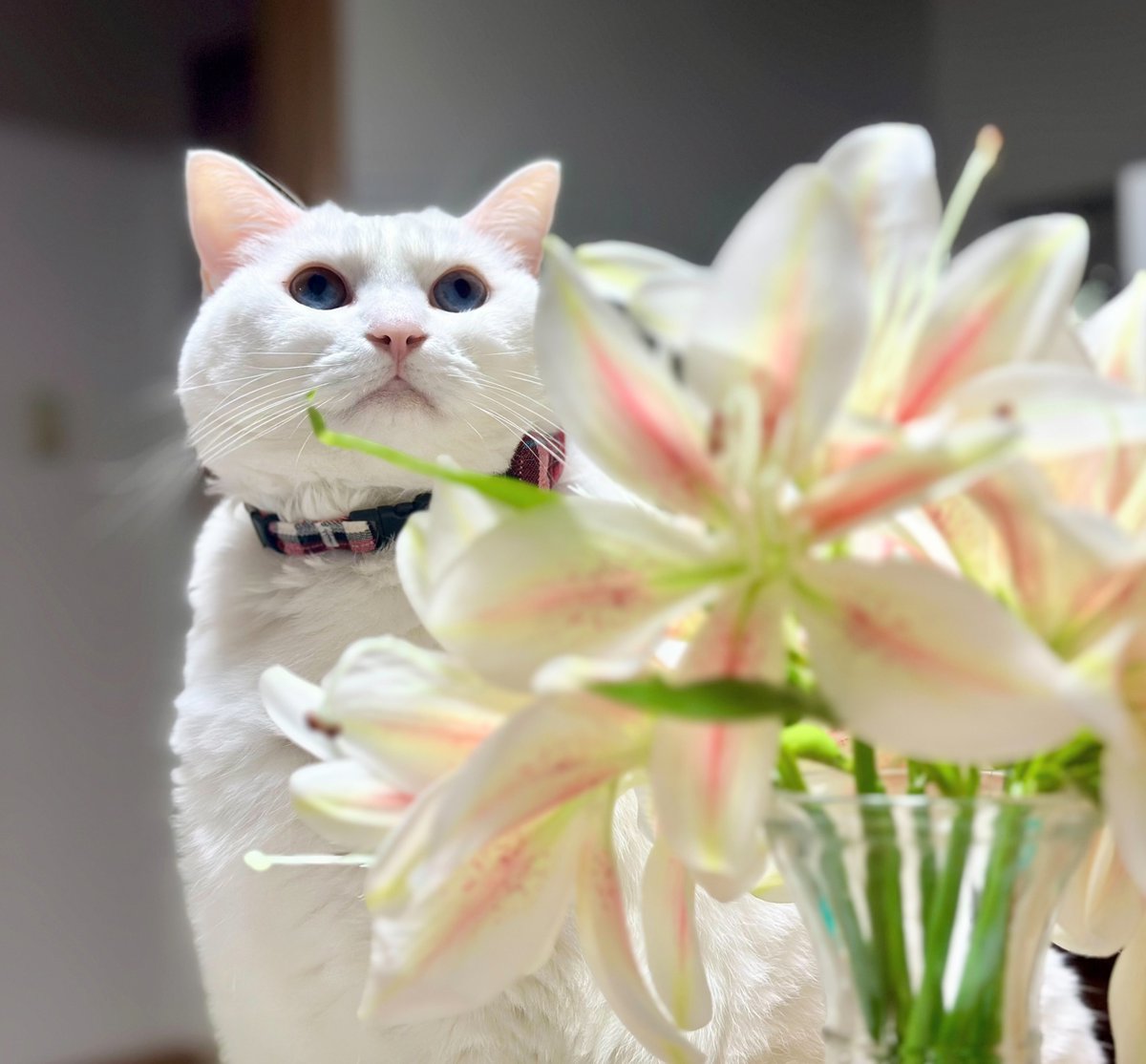 お豆腐ブラザーズ on X