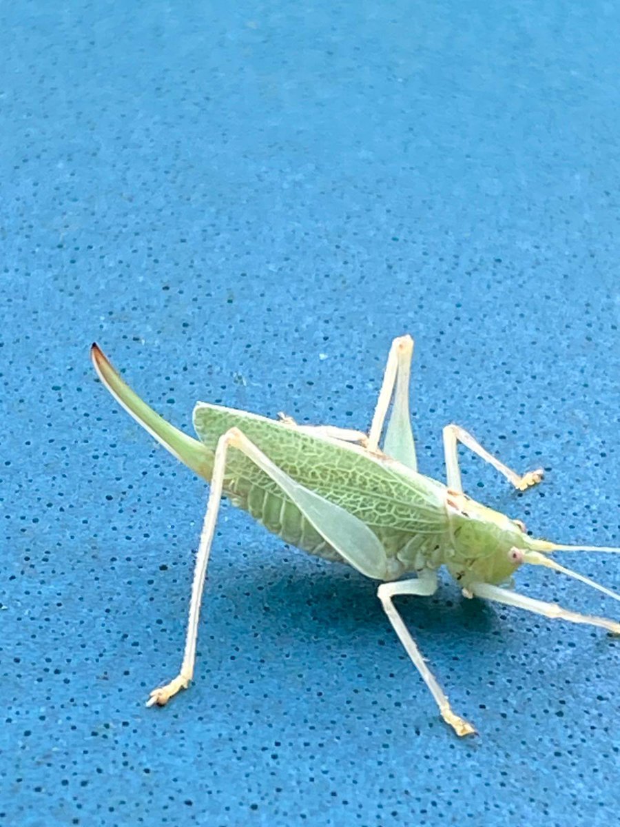 Pensthorpe tweet media