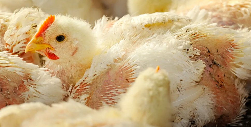 msabine900's tweet image. #Petition #BanBroilerChickens Please take action and sign!
djurensratt.se/agera/f%C3%B6r…