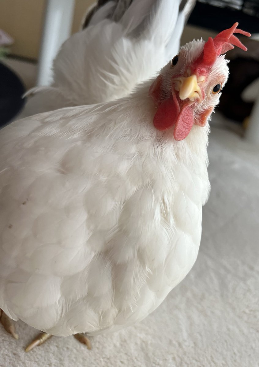 pipipimimimi3's tweet image. うにちゃん

10月11日から12個のタマゴを産んで今日から巣ごもりはじめました🐔🥚🤲

 #チャボ  
 #にわとり