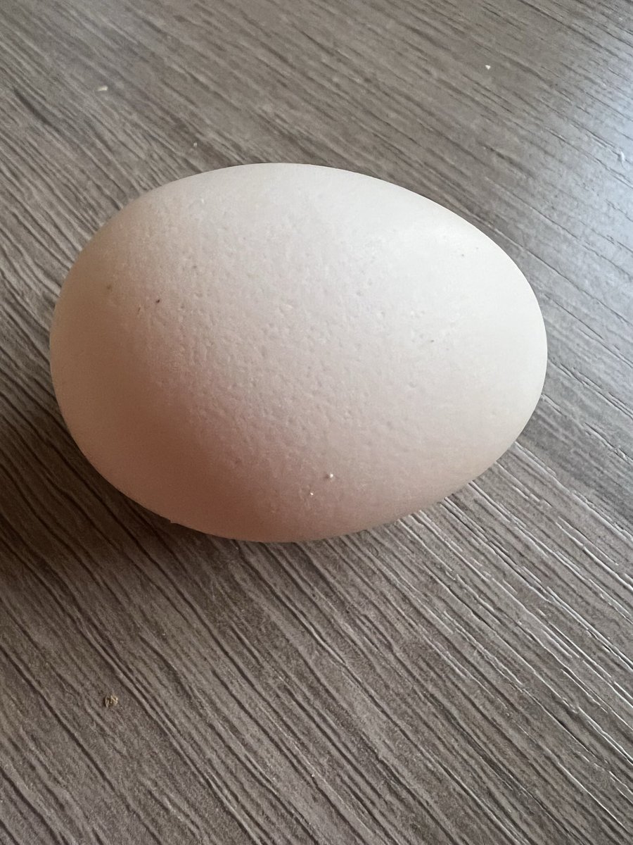 pipipimimimi3's tweet image. うにちゃん

10月11日から12個のタマゴを産んで今日から巣ごもりはじめました🐔🥚🤲

 #チャボ  
 #にわとり