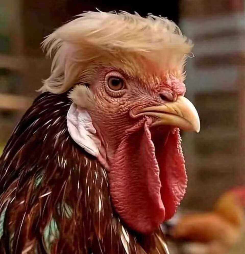 波哥 (@kdck9wmqj2mavmn) on Twitter photo 