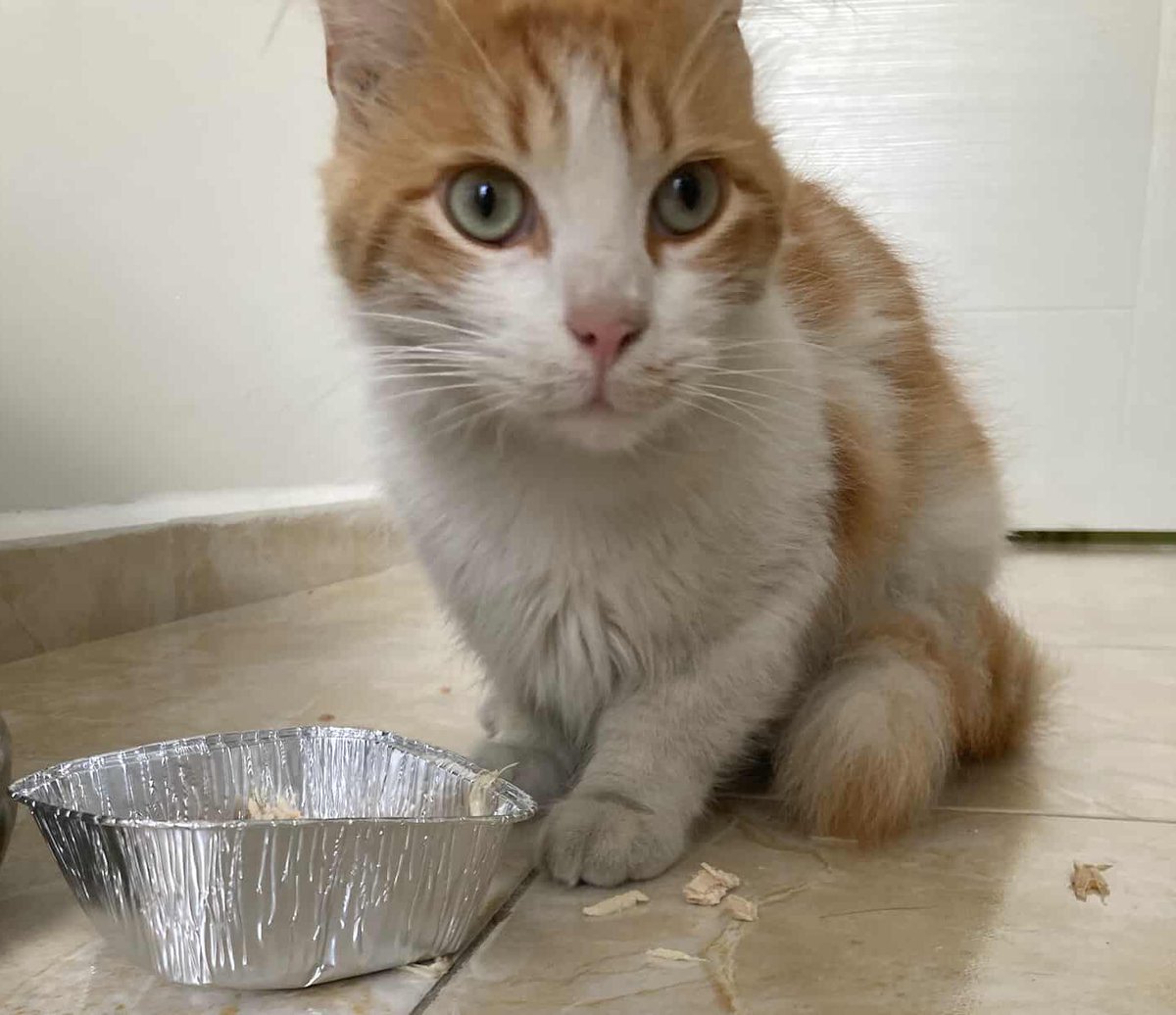 Of! Binadan taşınırken şu canı bırakıp gitmişler. Şaşkın şaşkın dolanıyor. Acil geçici/kalıcı yuva aranıyor. Gerekirse aşı, mama gibi gibi destekler verilecek. İstanbul’da. Bana yazabilirsiniz.