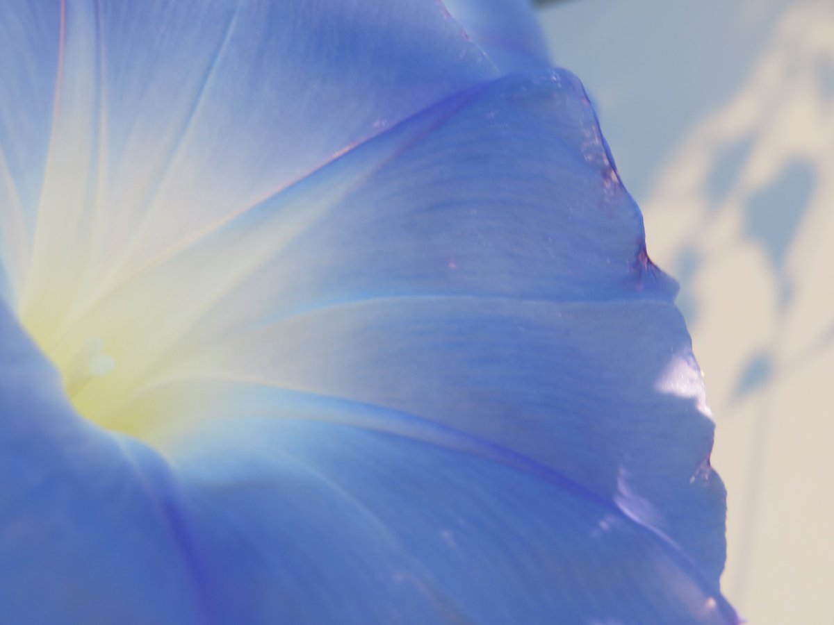 ツルコケモモ on X