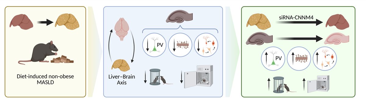 🔁 Un nuevo estudio apunta a la conexión entre hígado y cerebro en el contexto de la enfermedad hepática metabólica

📝 f.mtr.cool/hagloqisls