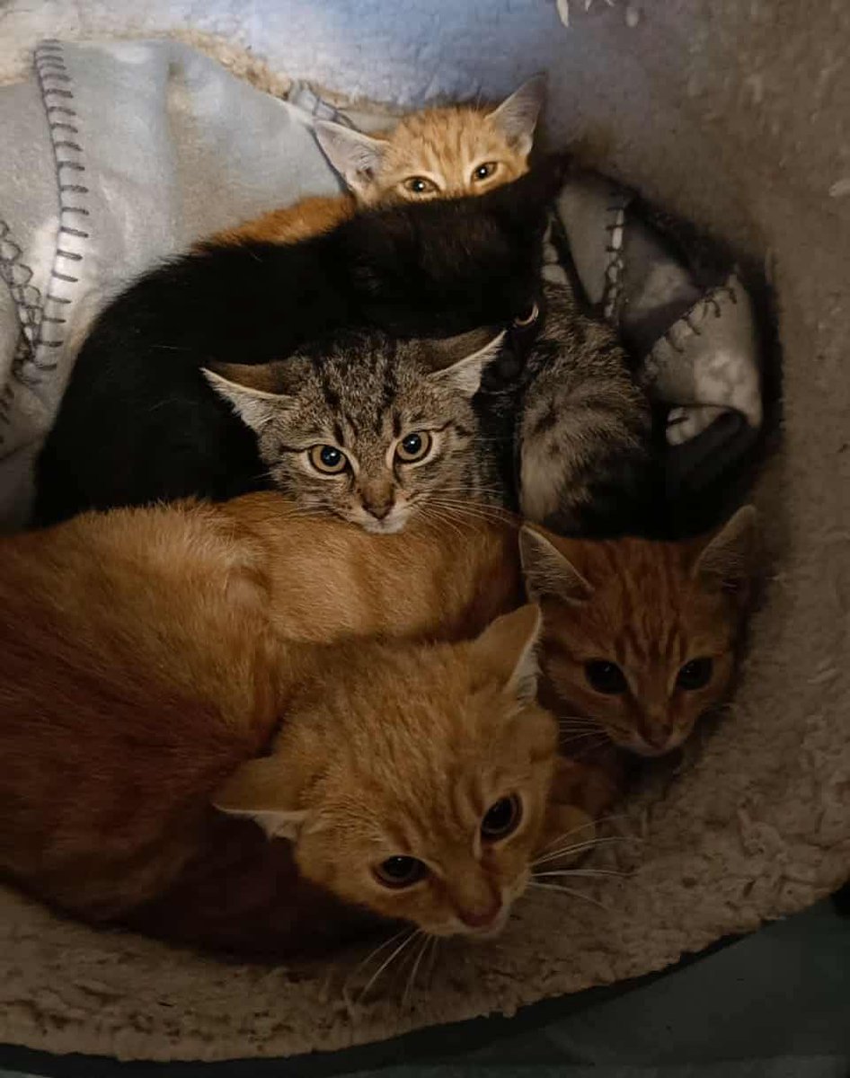 Kochani,
równo dwa tygodnie temu zamieściliśmy post o małych kociętach zamieszkujących jedno z podwórek w miejscowości pod Rzeszowem. Prosiliśmy o domy, bo tylko mając dla nich miejsce, mogliśmy im realnie pomóc.

Odzew był ogromny i bardzo miło nas zaskoczył — zgłosiło się aż 11