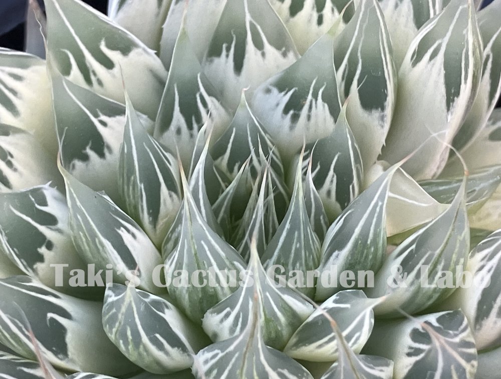 品種不明　確認画像 TakiLabo on X