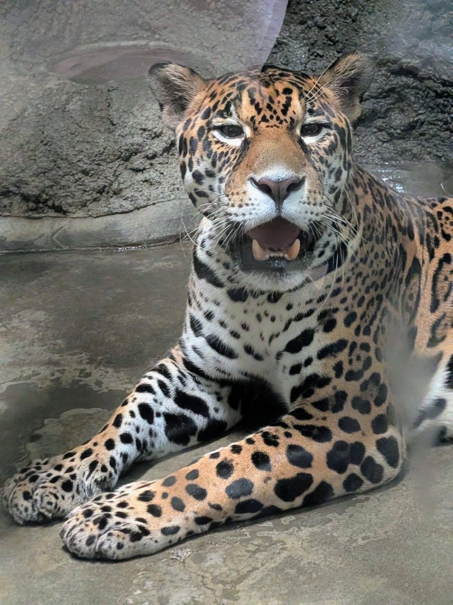 緊急入荷!早い者勝ち!無くなり次第終了!! gomakomame on X