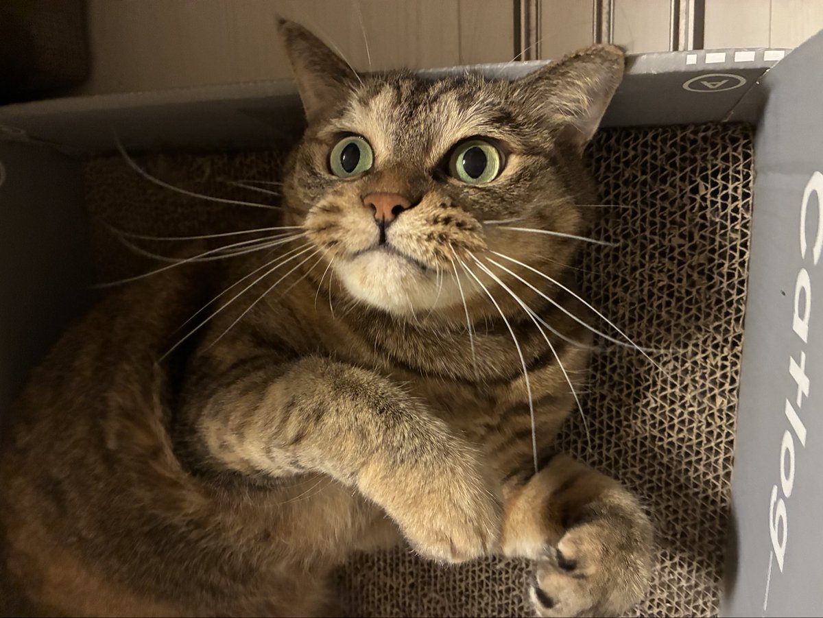 nekoazukariman's tweet photo. 新しいオモチャを見てお口ふくふく https://t.co/MGomaG6AwB