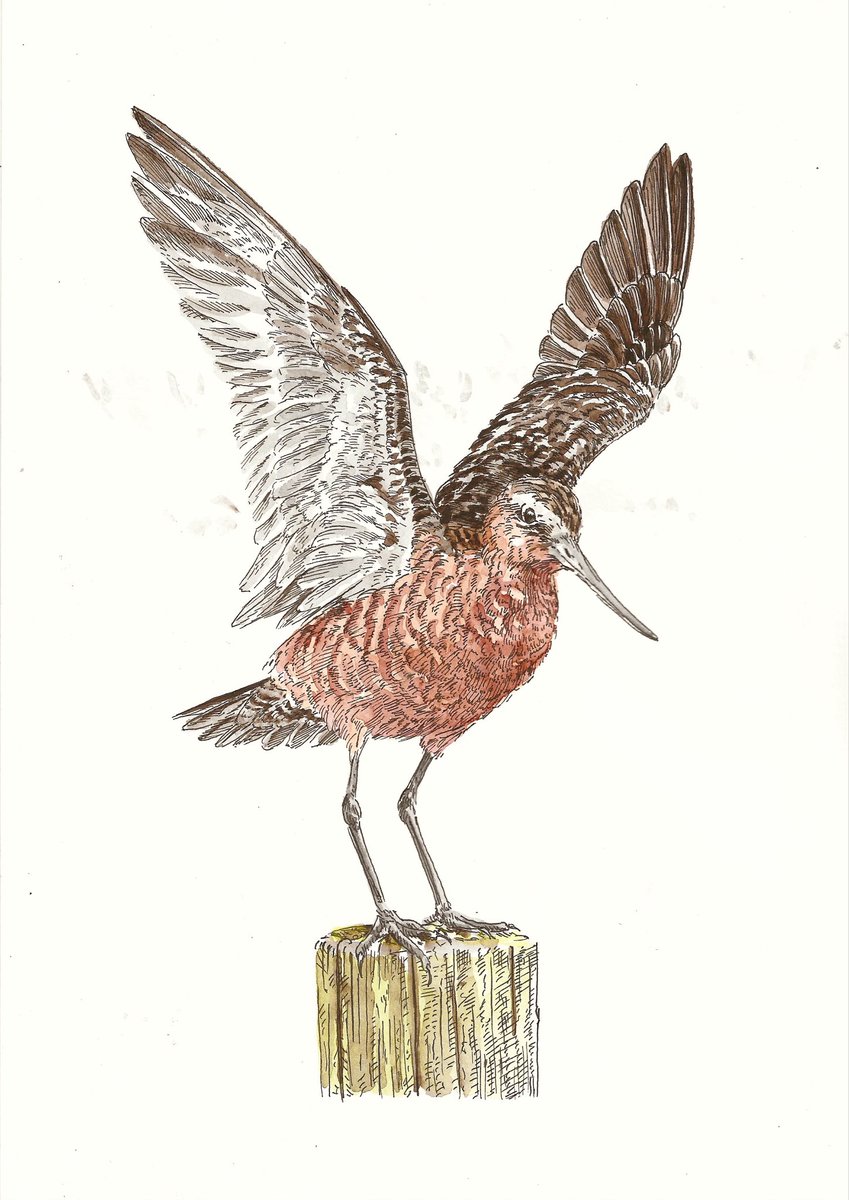 AtelierGeeraets's tweet image. En dit is een Rosse Grutto

‘Waar anders dan op een paaltje’
29,7 x 21 cm
Inkt en aquarel op papier