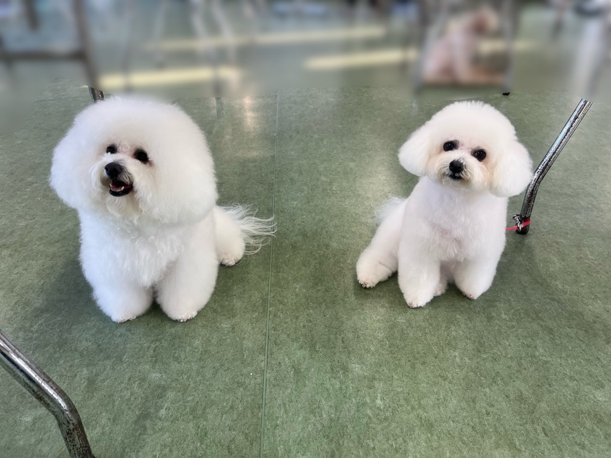 bremen_school's tweet photo. 【トリミング🐶✂️】

同じお家のふわふわな
ビションフリーゼさんが
来てくれました！
ビションカットからテディベアカットに
イメチェンしました💫

カットが変わると同じ犬種でも
雰囲気が全然違いますね☺️

とっても可愛くなりました🐶🧡

#ブレーメン動物専門学校
#徳島
#トリミング
#イメチェン https://t.co/gQaEPkQFzq
