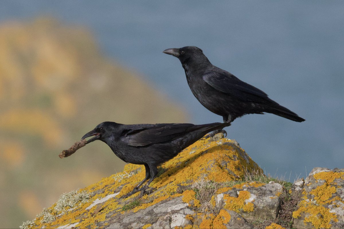 Good Morning everyone. Two young crows for #Twosday on the cliff near Mullion, Cornwall last week. One of them was playing with a bit of stick - seemed very pleased with it and was obviously having fun! 😁