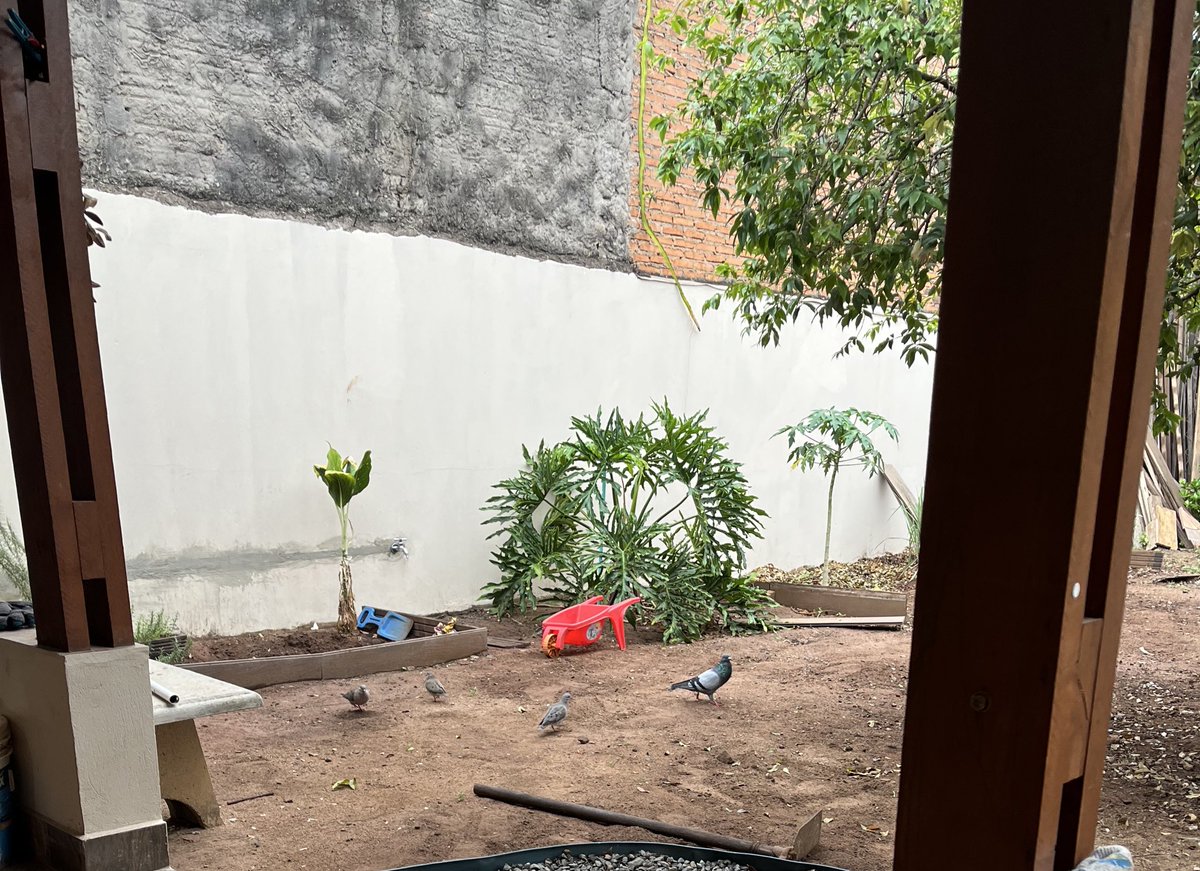 Meu novo problema: jogo milho pras galinhas e quem come são as pombas