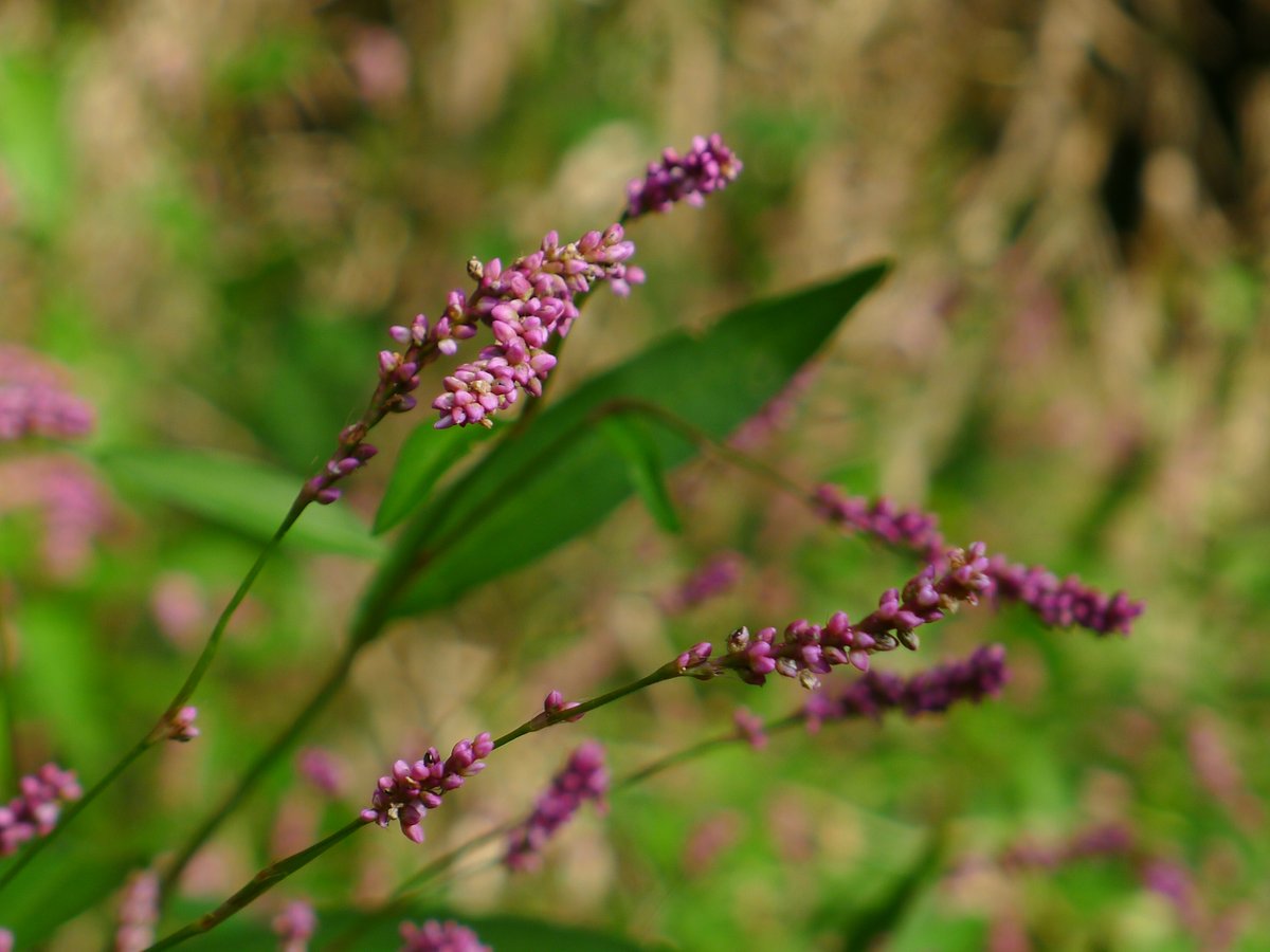 ねずみ@帯広市 on X