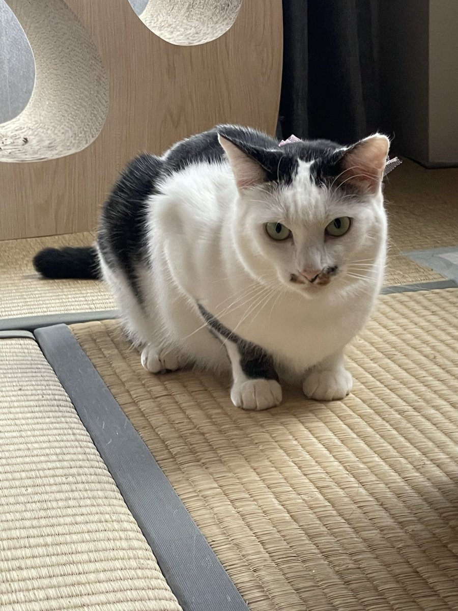 姫たんから
こんばんﾆｬ😽🌙

地上でﾁｮｺﾘﾝごはん待ち🍚✨

　*･:*ೄ‧͙·* *ܸ⁺˳✿⏦۠₊ *･:*ೄ‧͙·* *ܸ⁺˳✿⏦۠₊

#保護猫
#ねこかわいいね
#猫好きんと繋がりたい
#ベンガルmix
#キジサバシロ