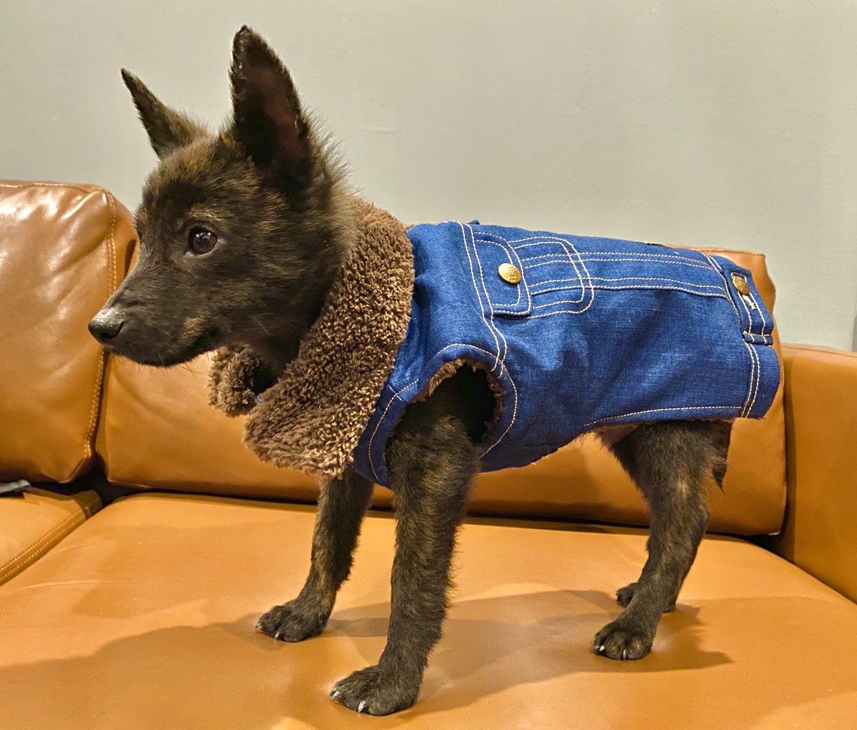 kaiken_kurotora's tweet image. パピーの頃に買ったお洋服
もう着れなくなっちゃったけど
可愛すぎるから永久保存♪