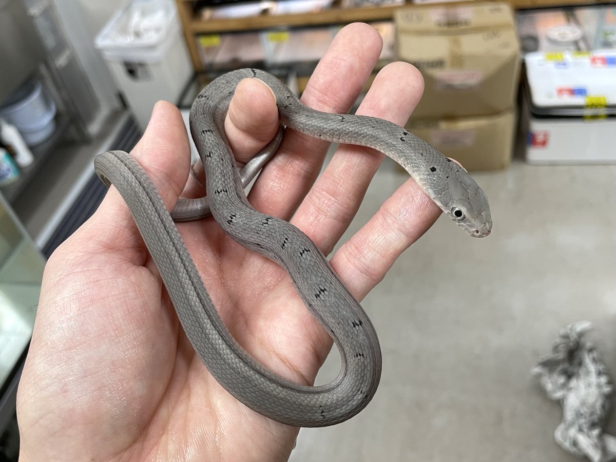 生物　閲覧用 SANKO】三晃商会WEBページ