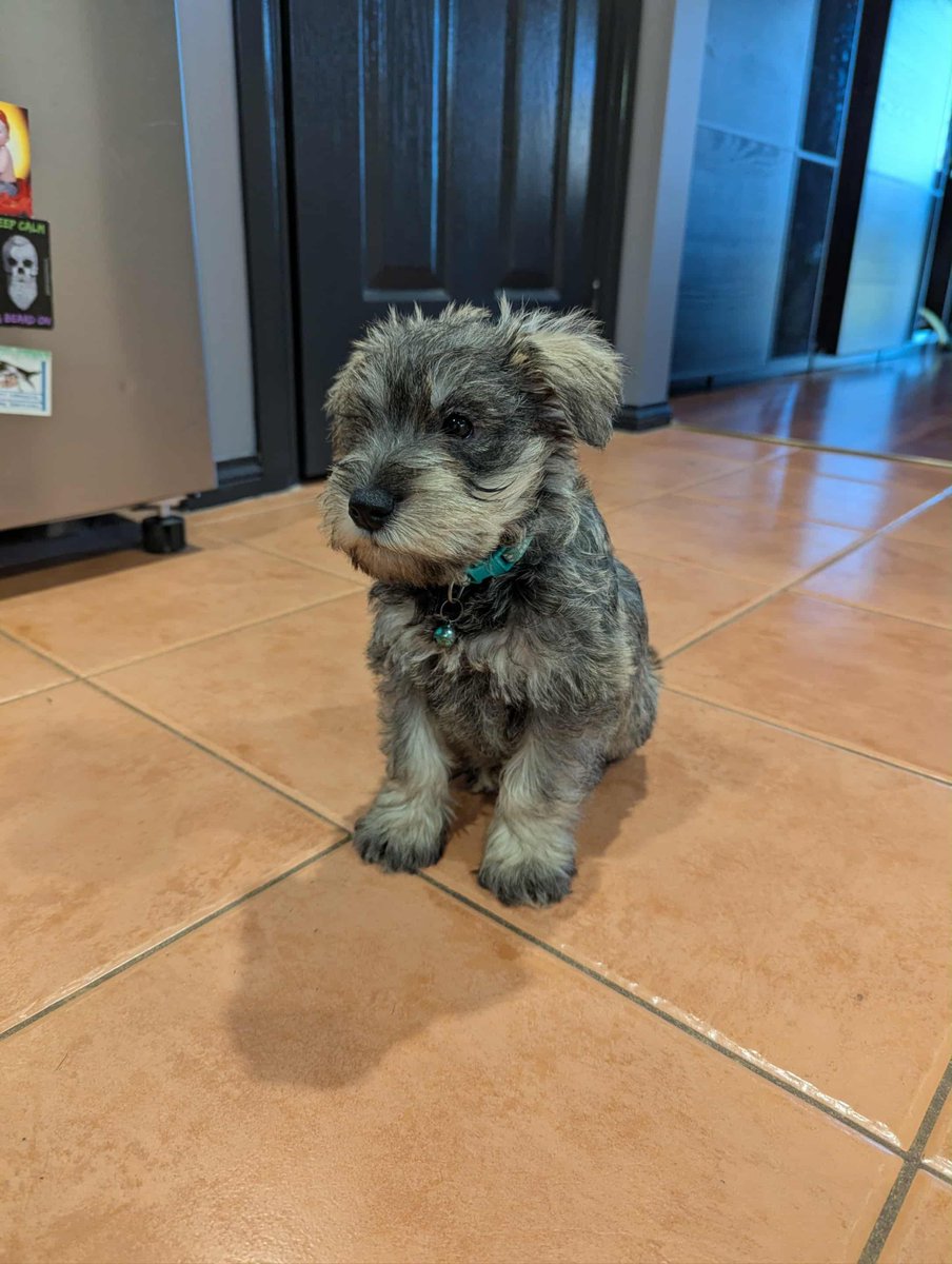 Taking the night off stream to keep an eye on our newest family member while he settles in, a little Miniature Schnauzer puppy named Baldur 🐶