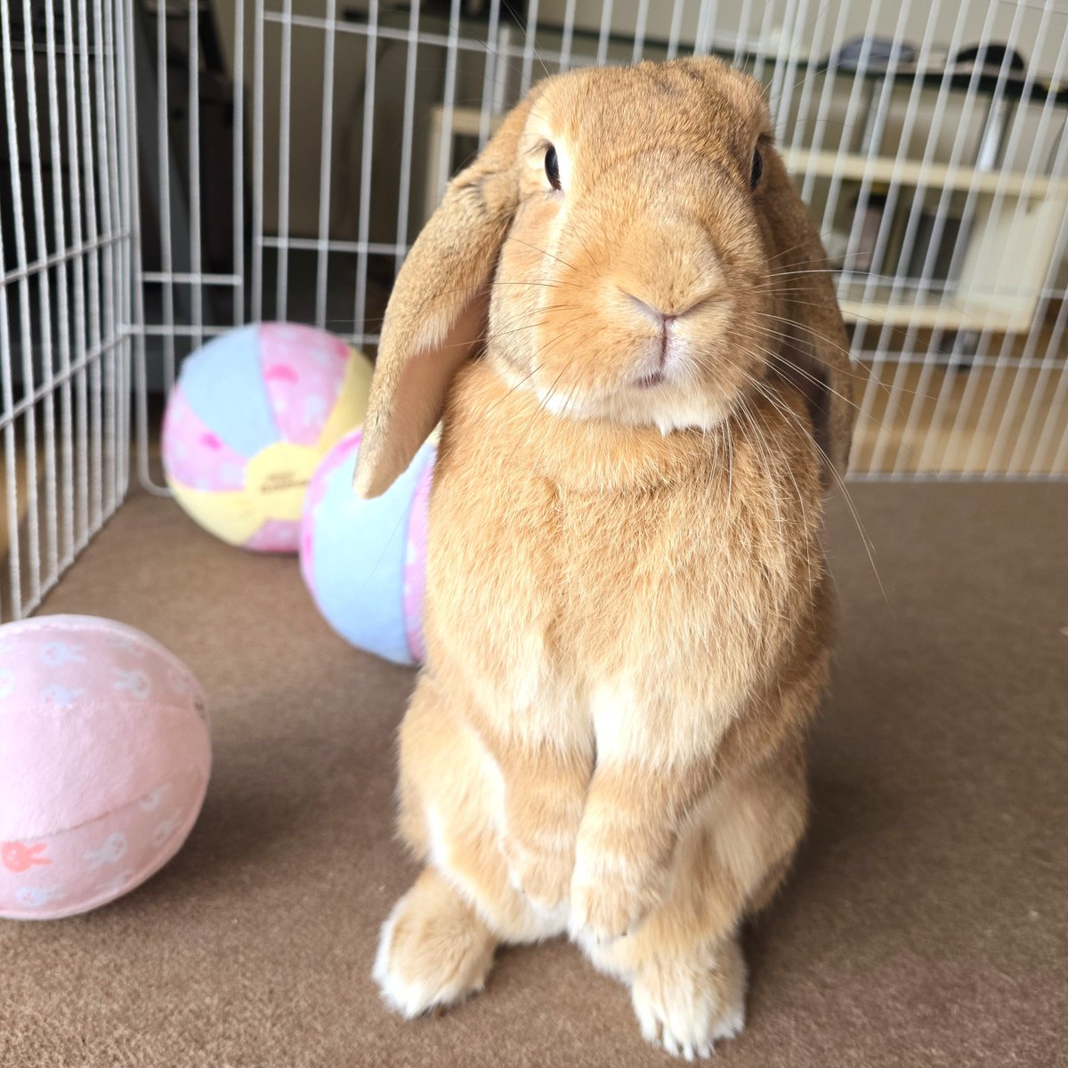 ☆うさぎページです☆ うさぎのしっぽ通販は、『うさぎのきもち Vol.7』を全国へお届け