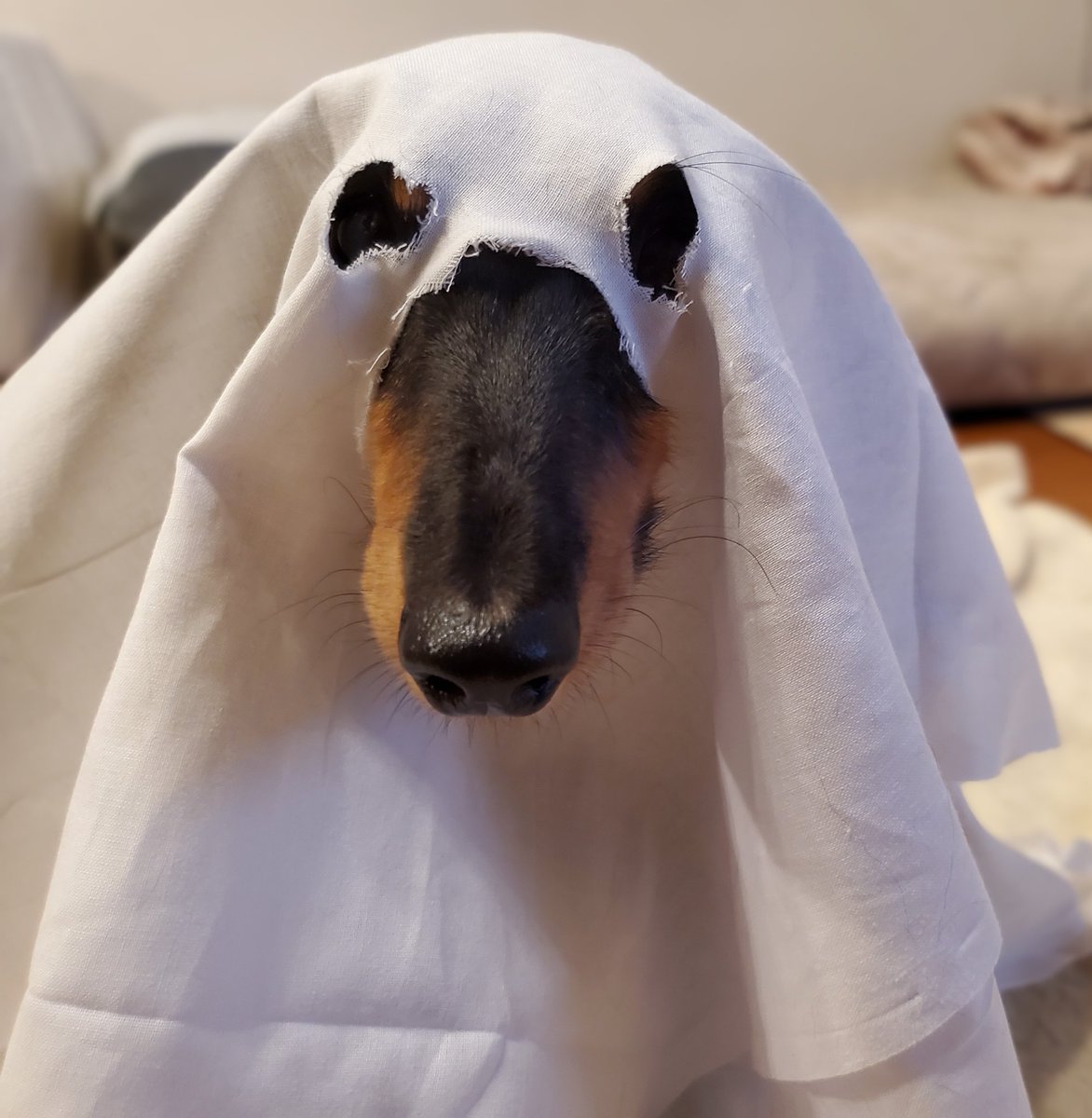 redbean0617's tweet image. 作業してたらイタズラしてきたので
やり返したら不審者が出来上がったꉂ🤣𐤔

 #ミニチュアダックスフンド 
 #ブラックタンダックス
 #短足部
 #犬のいる暮らし 
 #犬のいる幸せ 
 #犬は家族