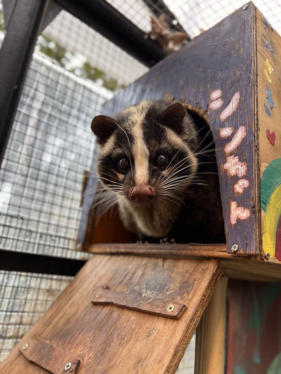 「PEDROサイン入り」zoozoosea PEDRO『zoozoosea』バンド・プロジェクトを始動したBiSHのアユニ